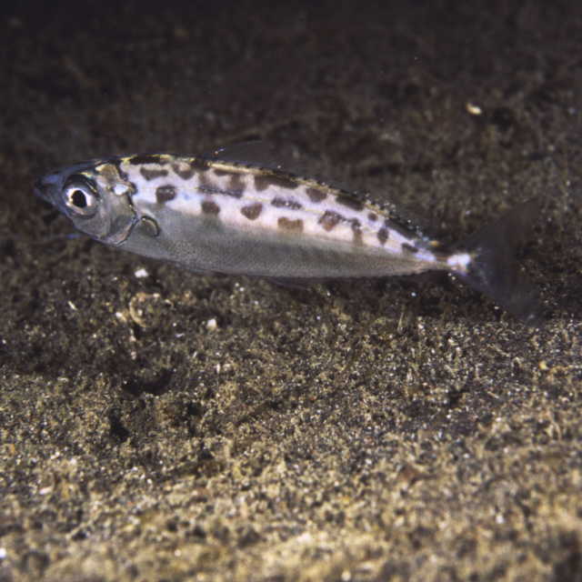 Equulites elongatus